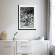 Lion Photo B&W No 3 Poster