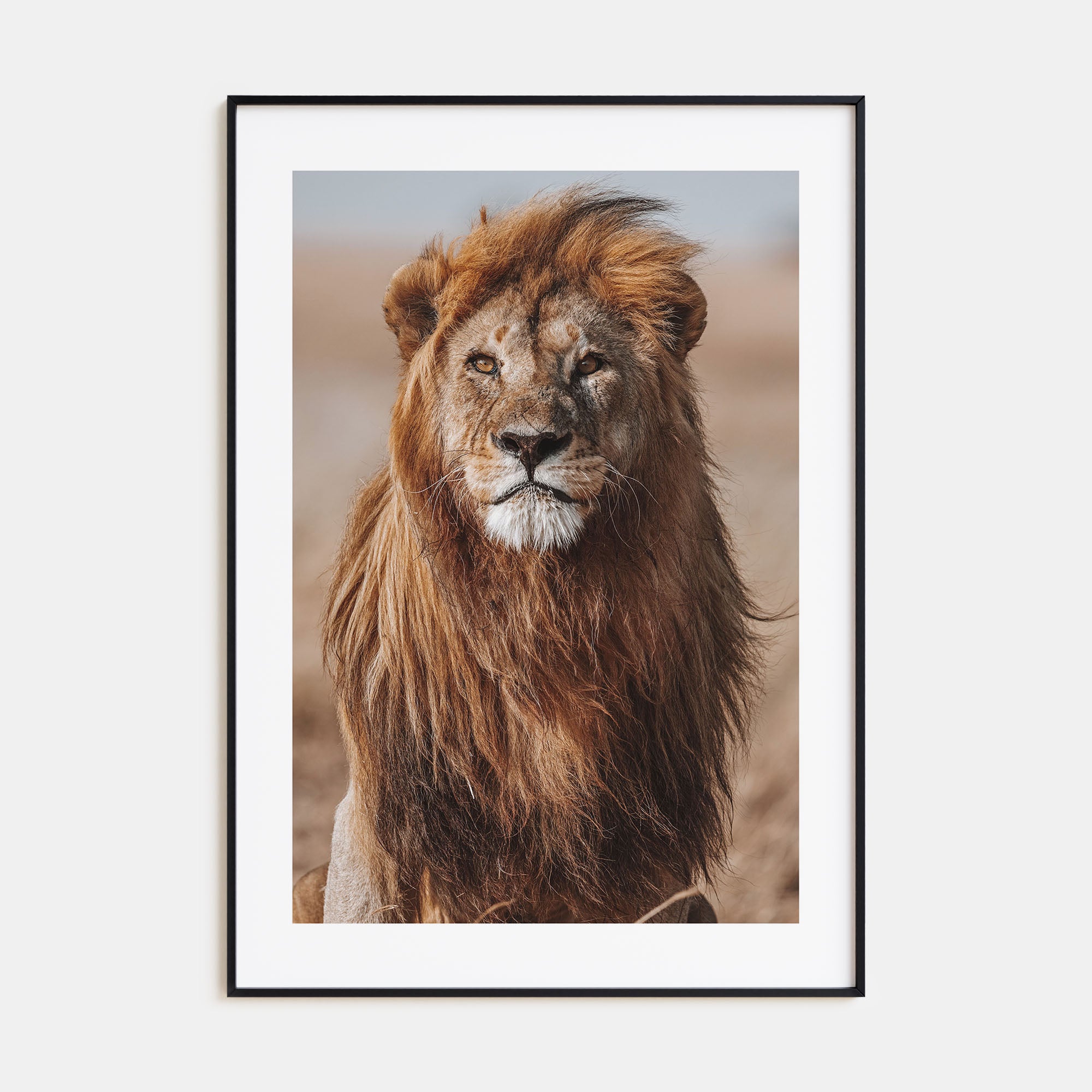 Lion Photo Color No 1 Poster