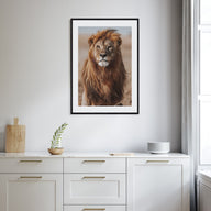 Lion Photo Color No 1 Poster