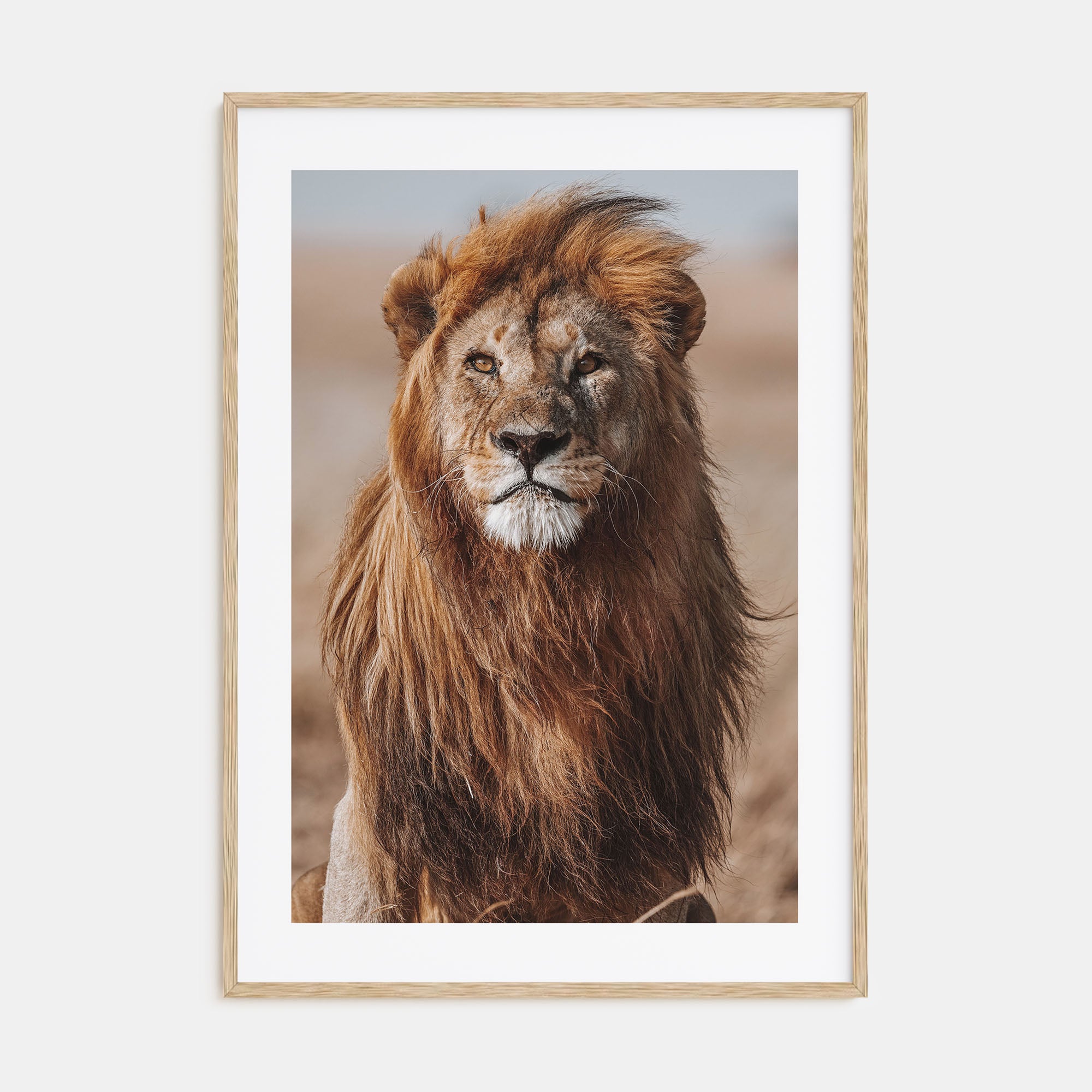 Lion Photo Color No 1 Poster