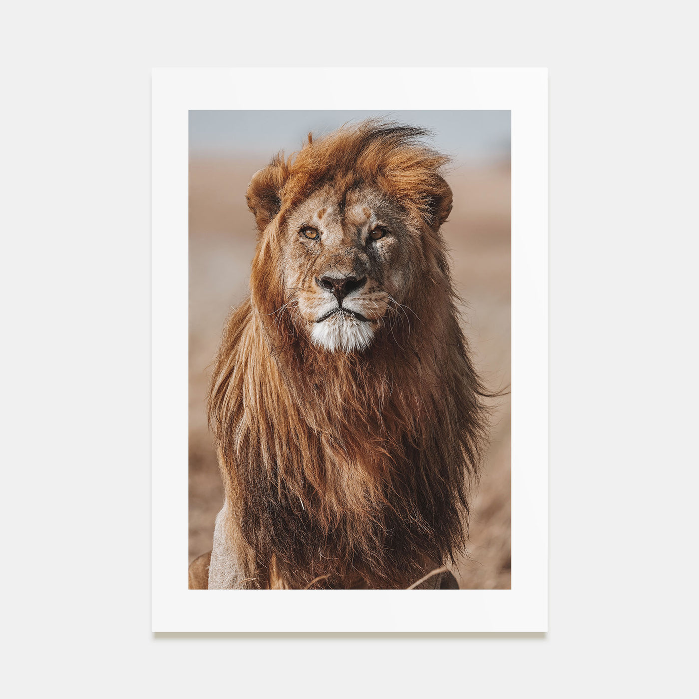 Lion Photo Color No 1 Poster