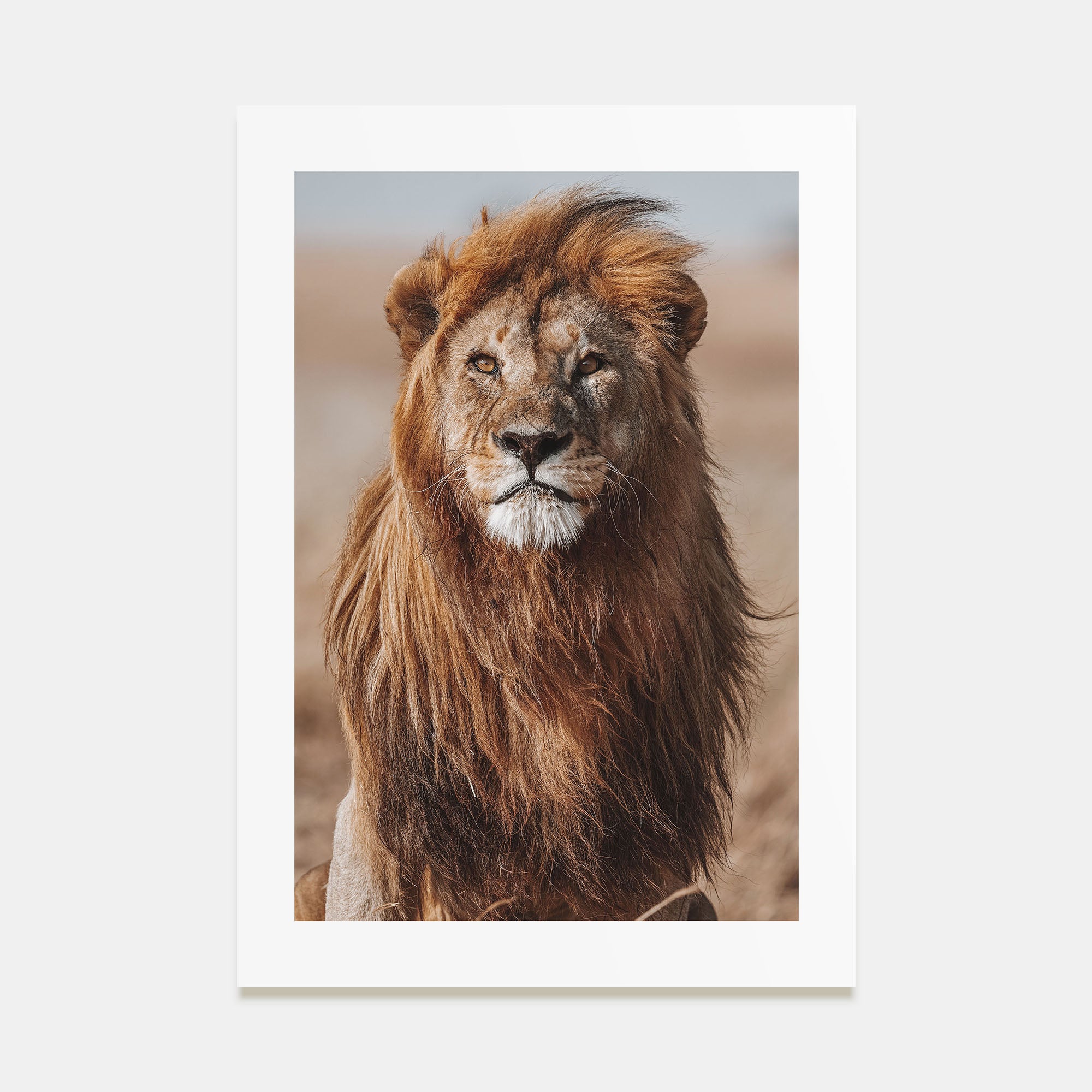 Lion Photo Color No 1 Poster