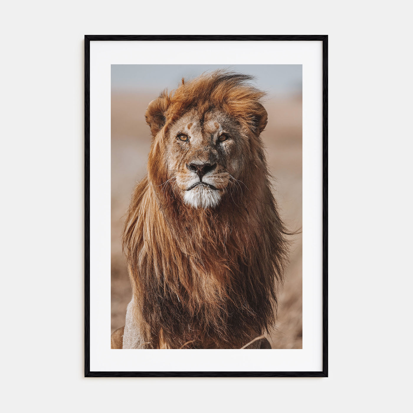 Lion Photo Color No 1 Poster