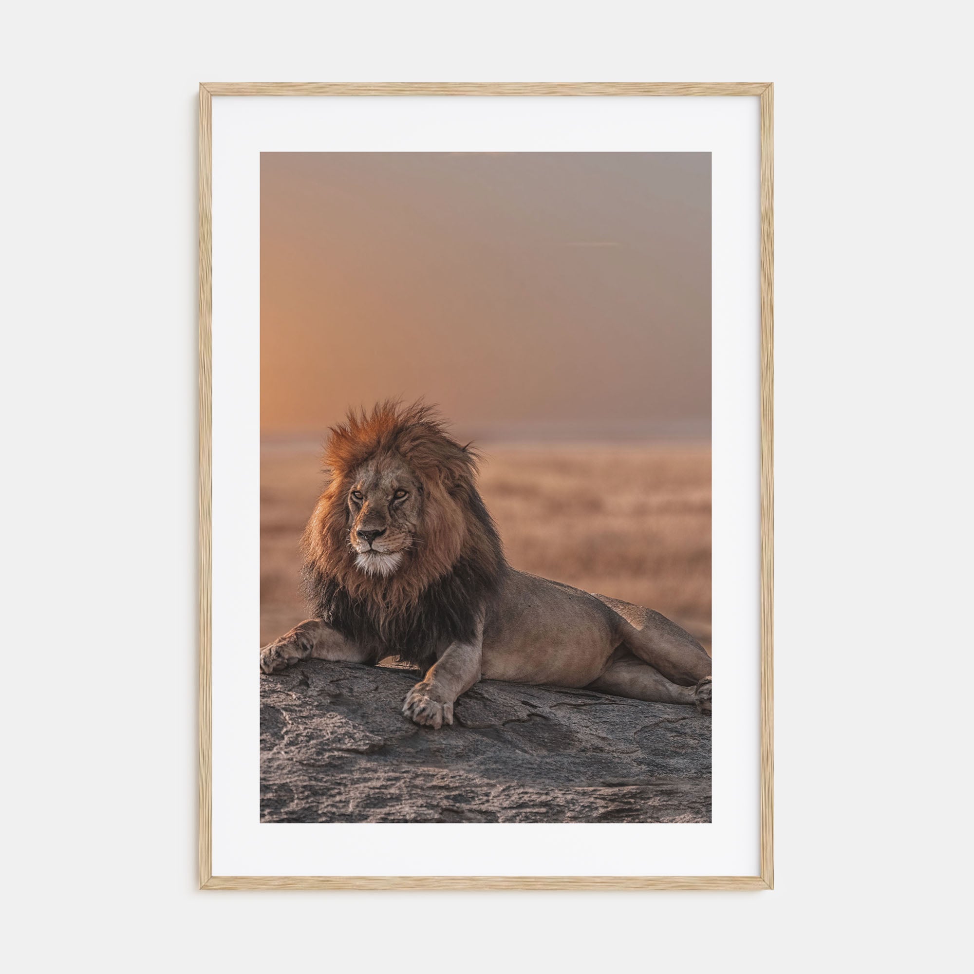 Lion Photo Color No 2 Poster