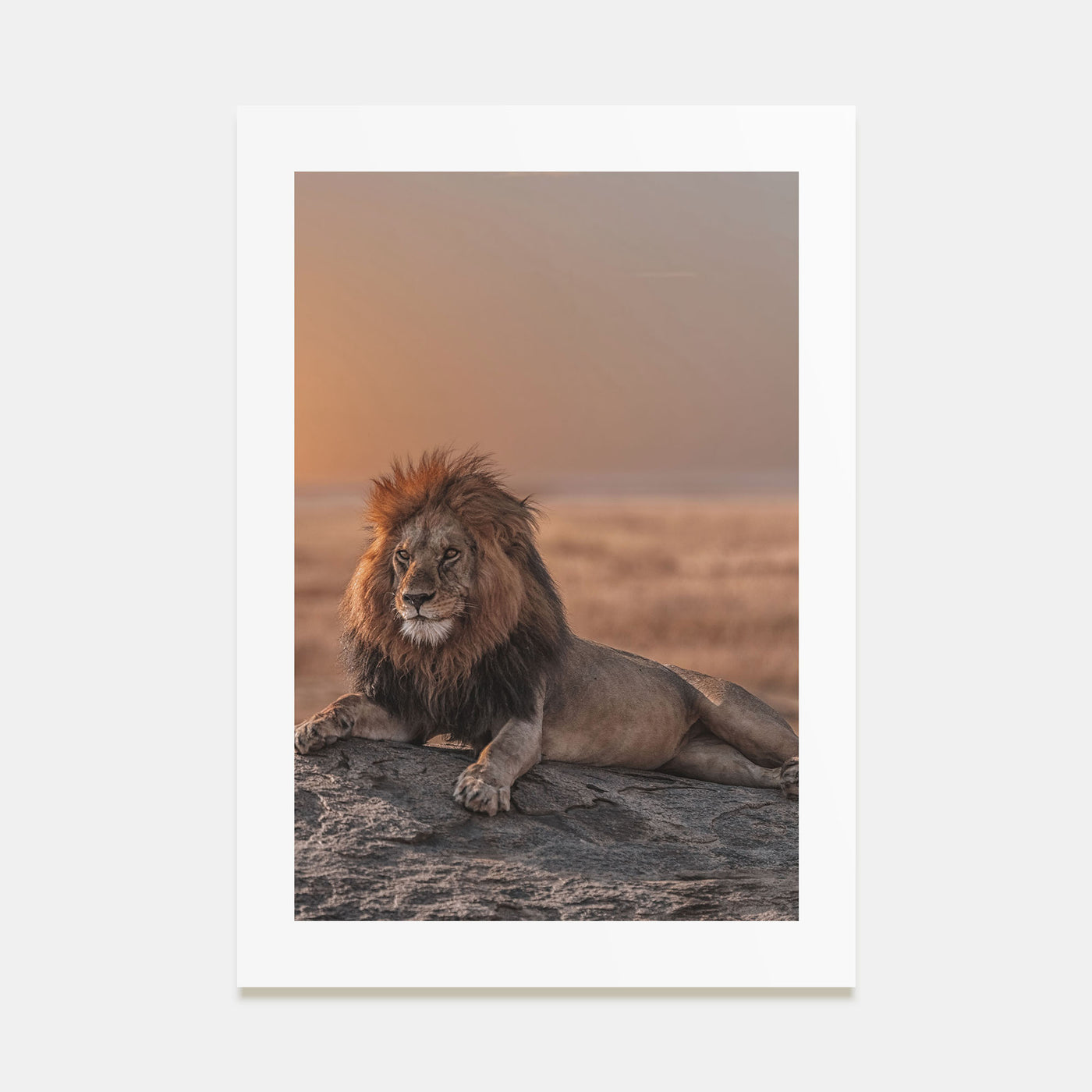 Lion Photo Color No 2 Poster