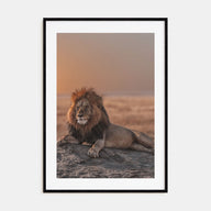 Lion Photo Color No 2 Poster