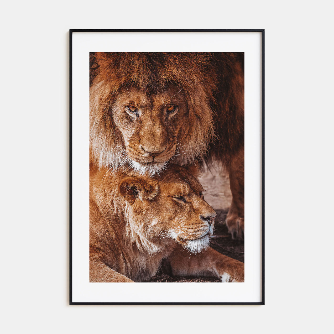 Lion Photo Color No 3 Poster