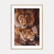 Lion Photo Color No 3 Poster