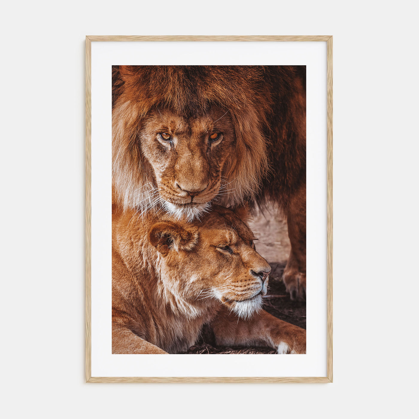 Lion Photo Color No 3 Poster