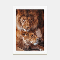 Lion Photo Color No 3 Poster