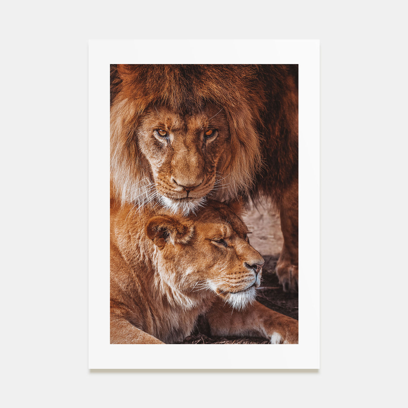 Lion Photo Color No 3 Poster