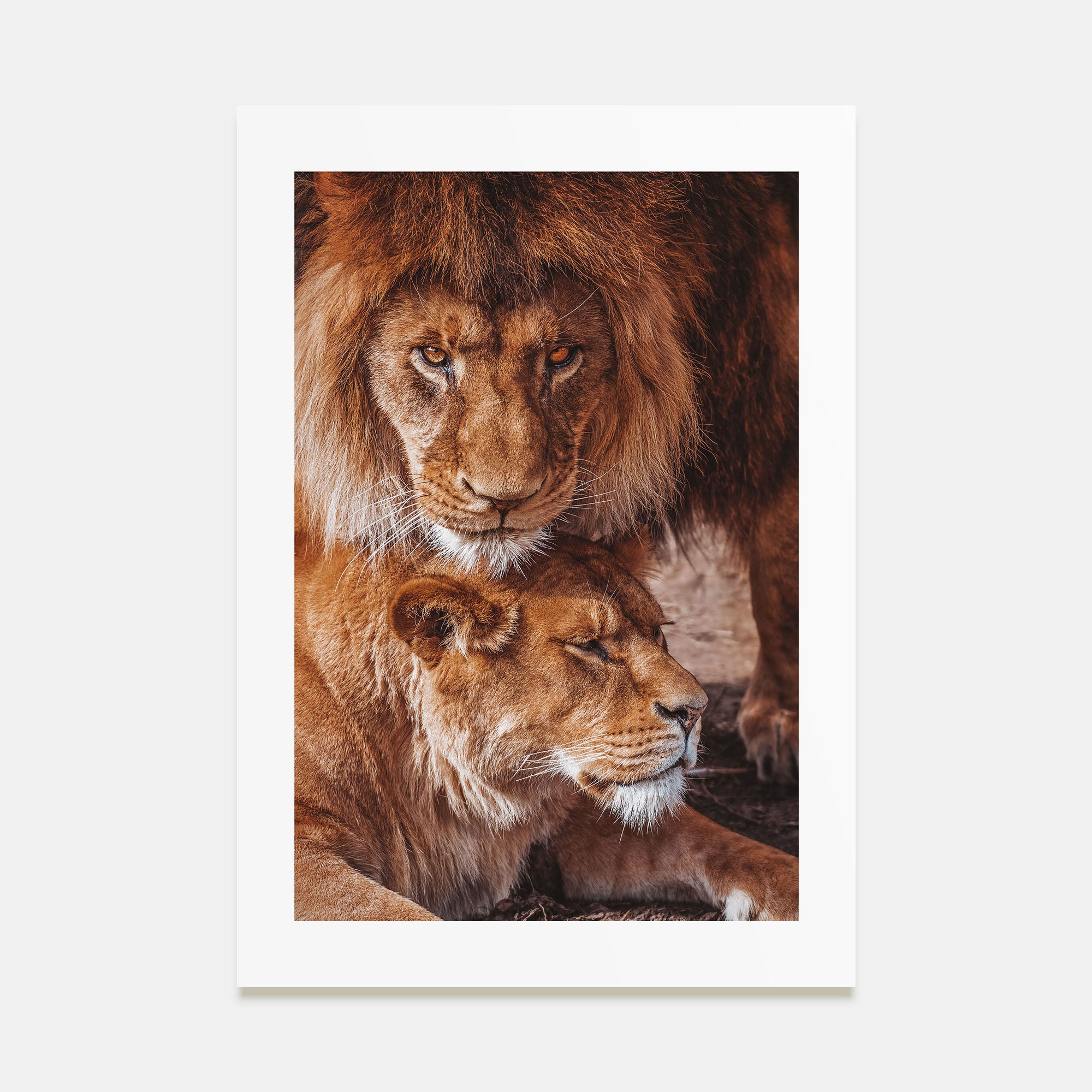 Lion Photo Color No 3 Poster