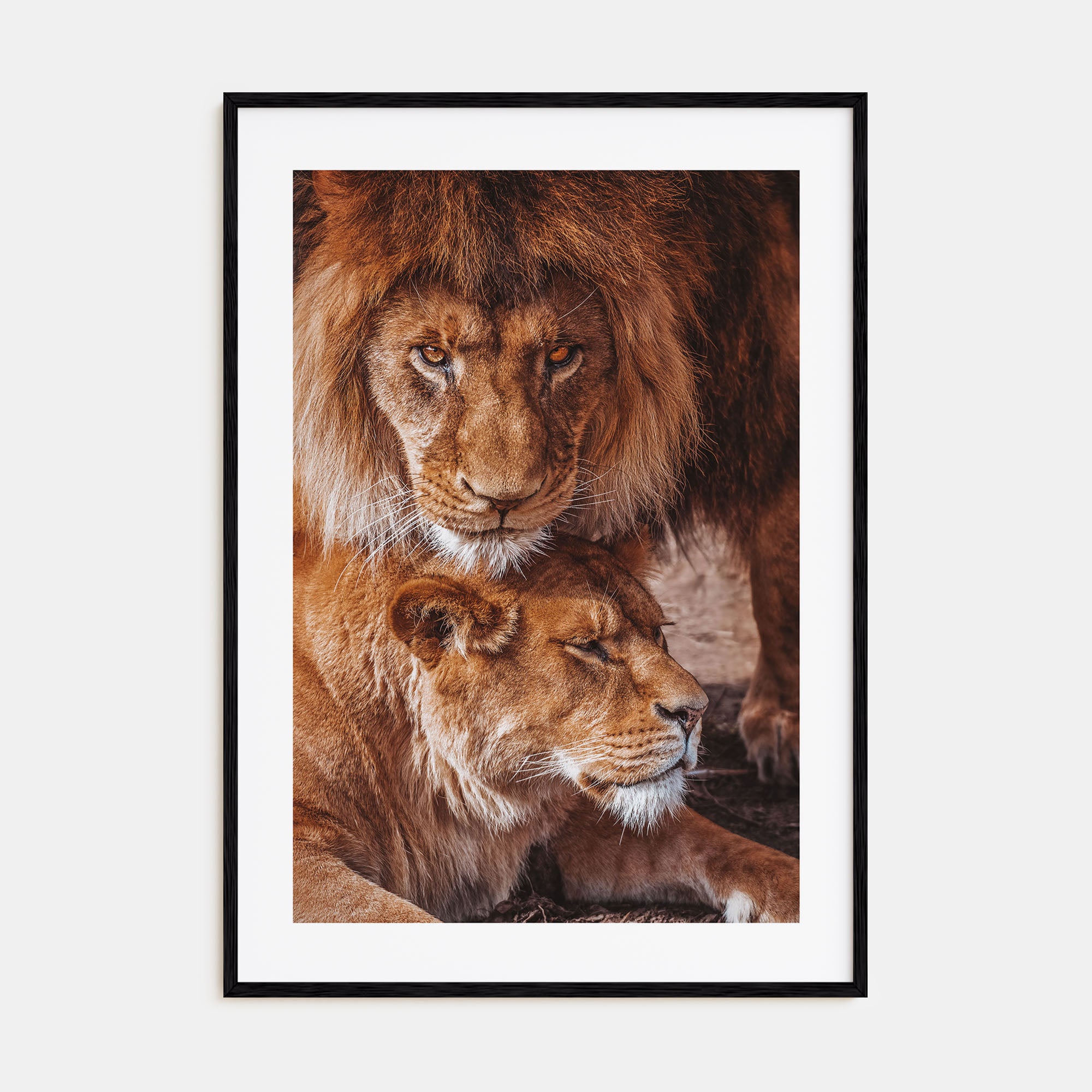 Lion Photo Color No 3 Poster