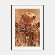 Lion Photo Color No 4 Poster