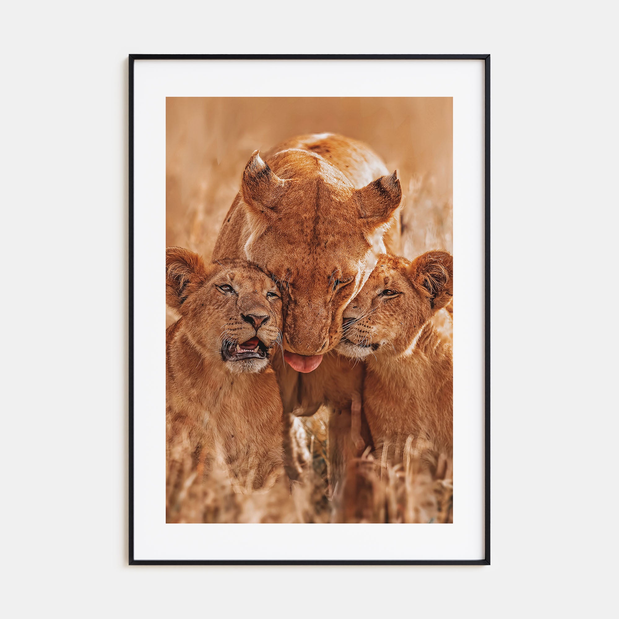 Lion Photo Color No 4 Poster