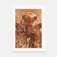 Lion Photo Color No 4 Poster