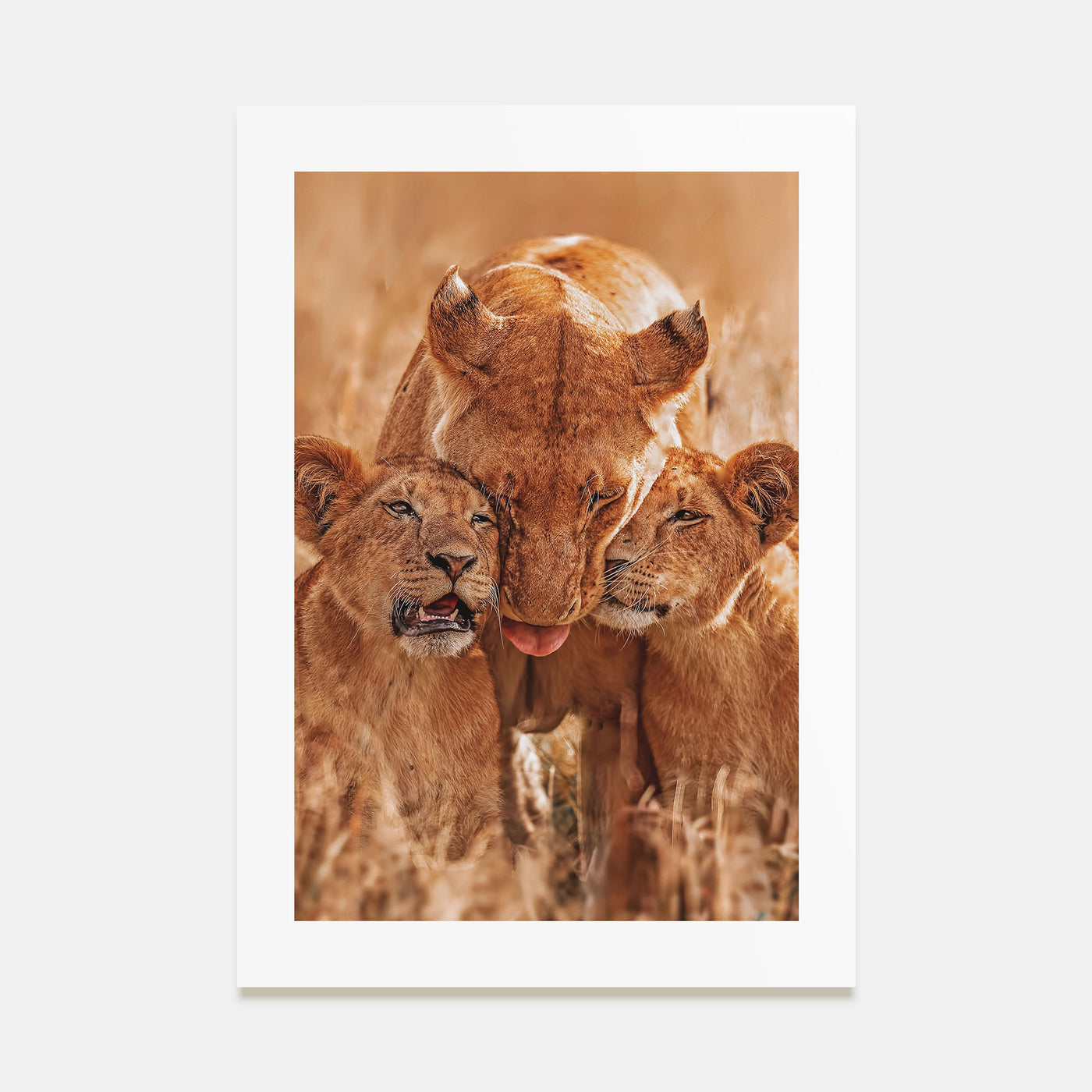 Lion Photo Color No 4 Poster