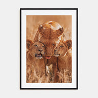 Lion Photo Color No 4 Poster