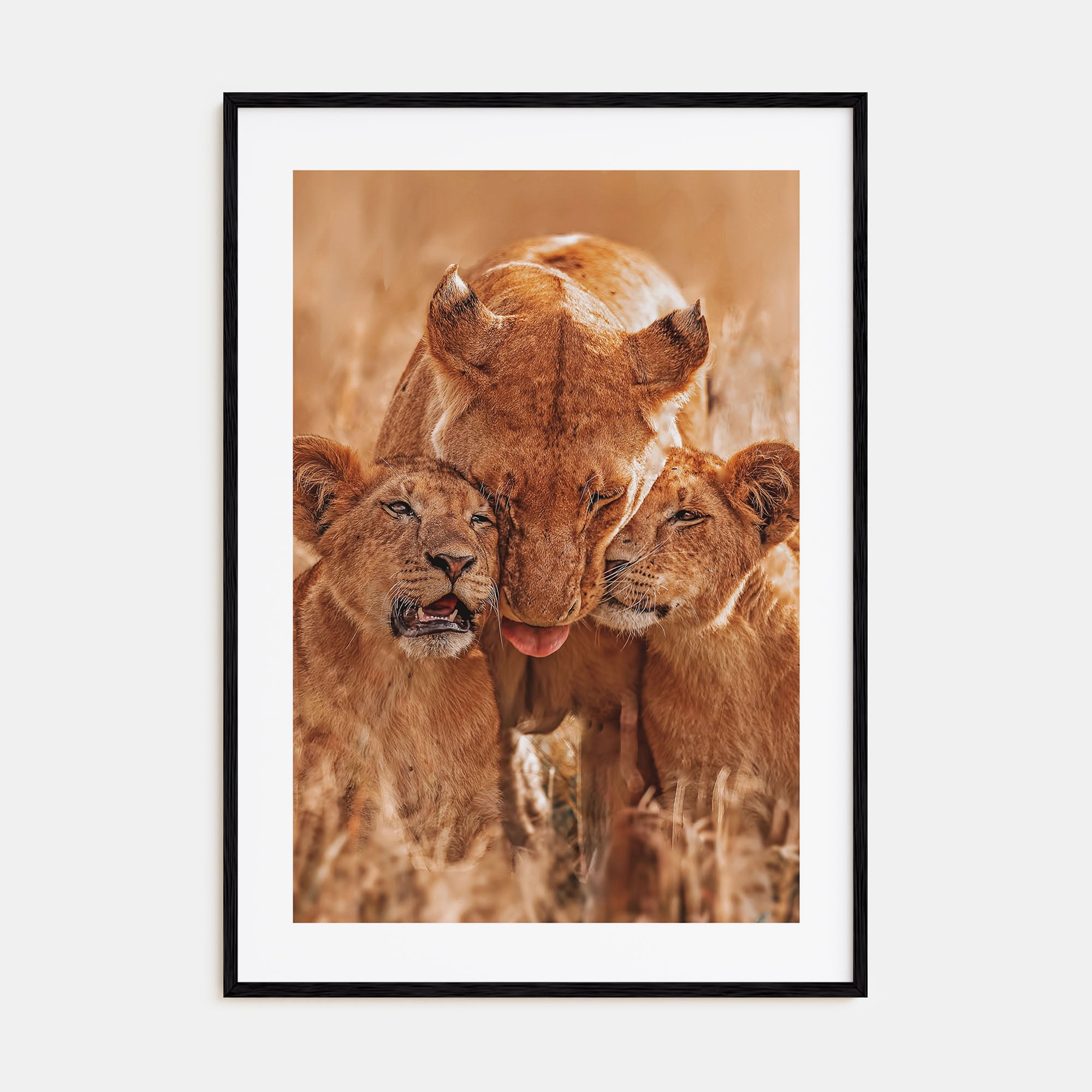 Lion Photo Color No 4 Poster