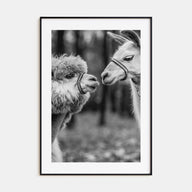 Llama Photo B&W Poster