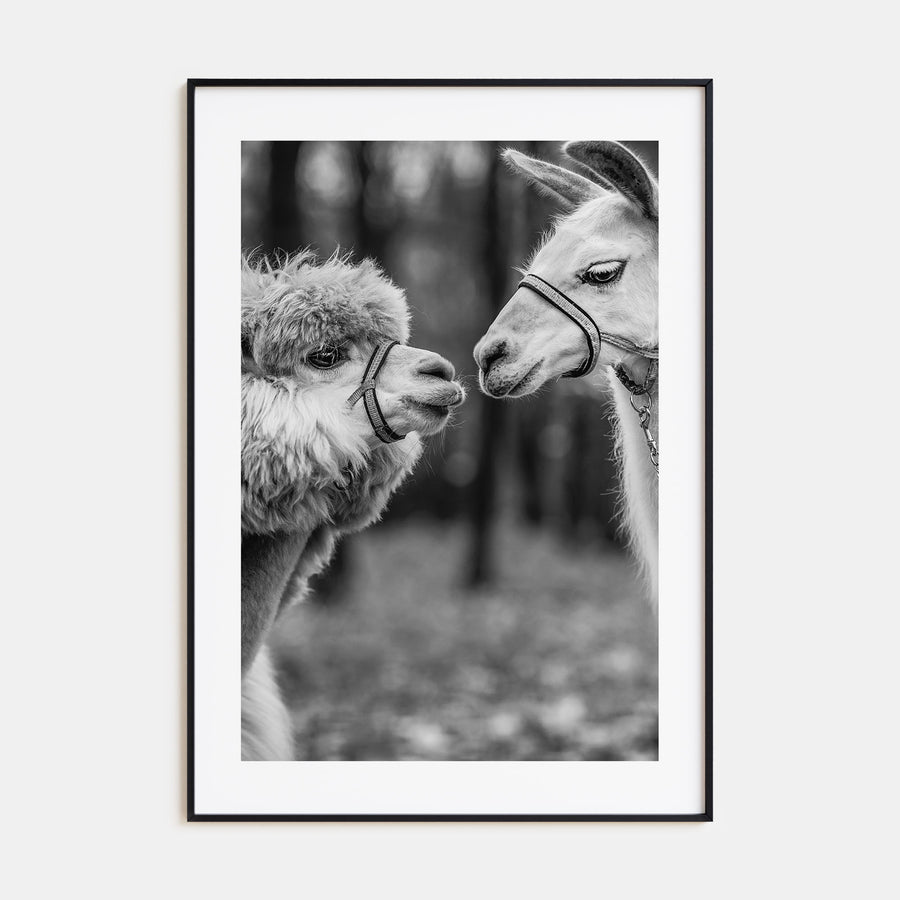 Llama Photo B&W Poster