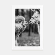 Llama Photo B&W Poster