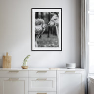 Llama Photo B&W Poster