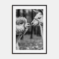 Llama Photo B&W Poster
