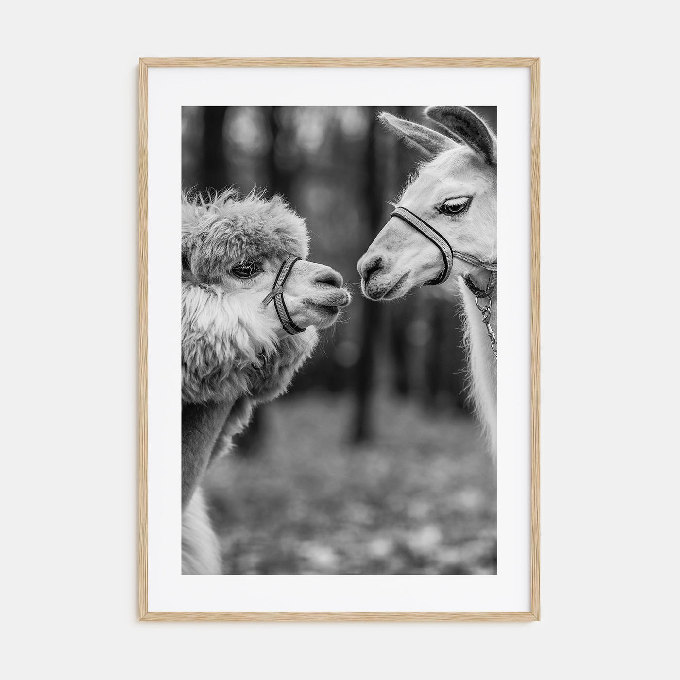 Llama Photo B&W Poster