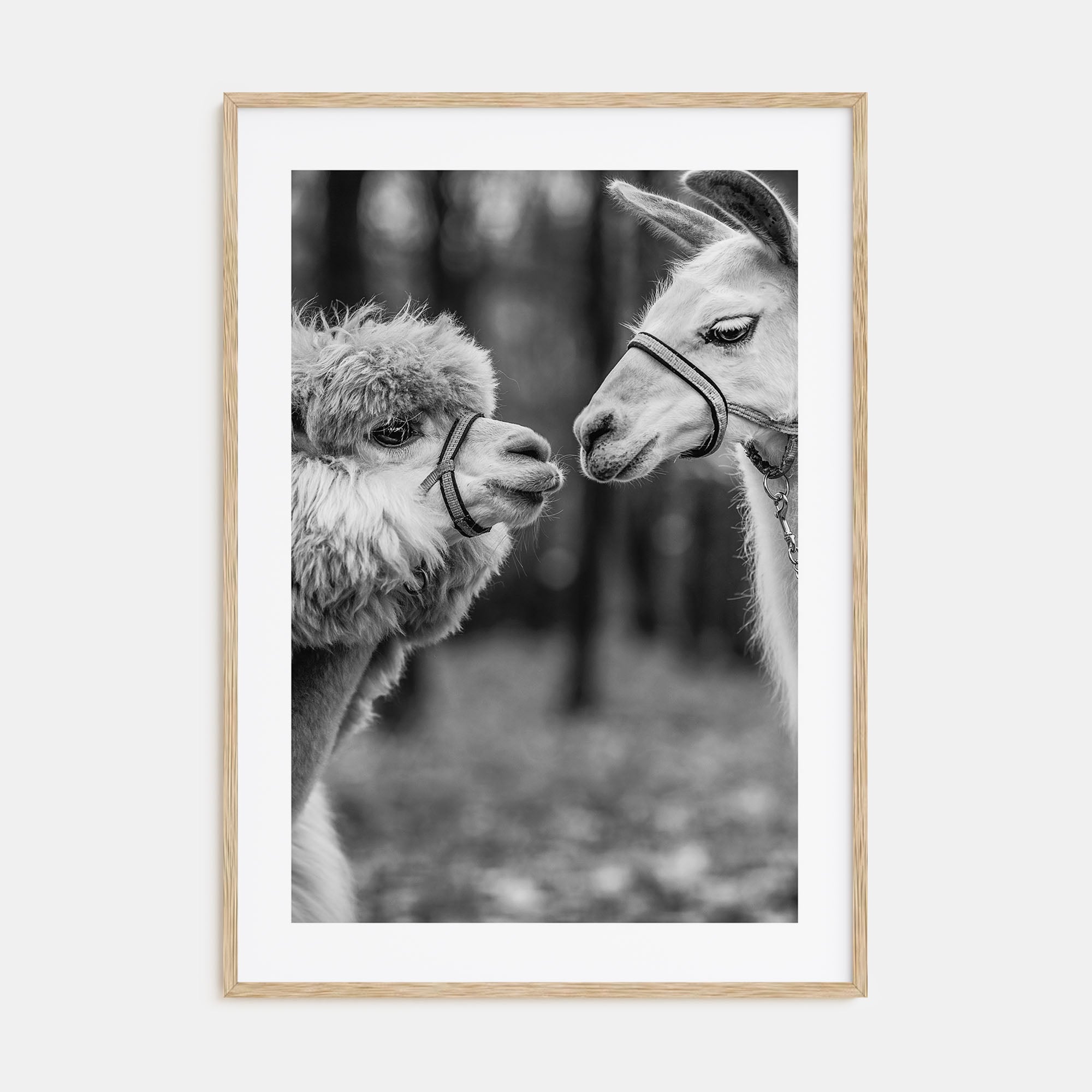 Llama Photo B&W Poster