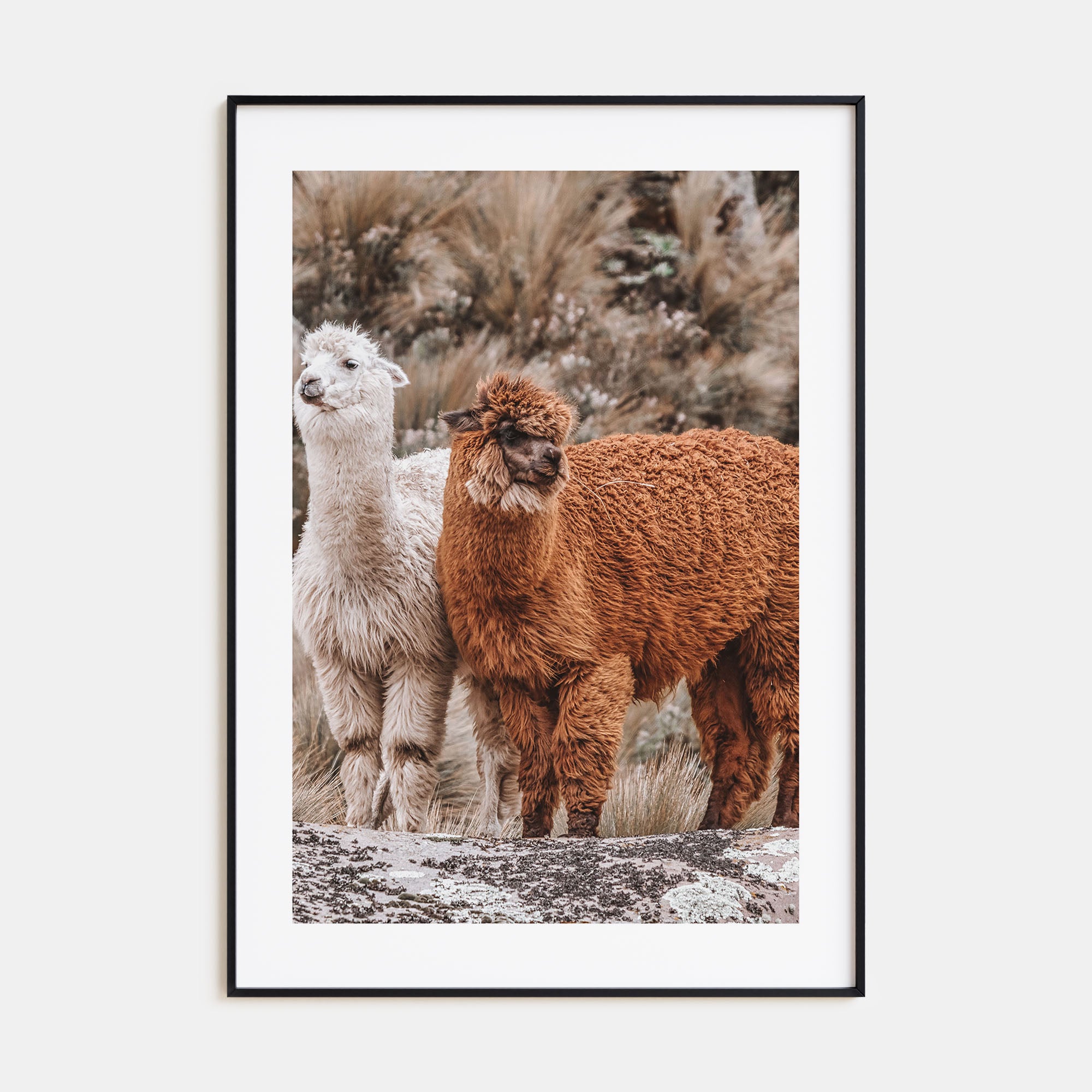 Llama Photo Color Poster
