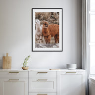 Llama Photo Color Poster