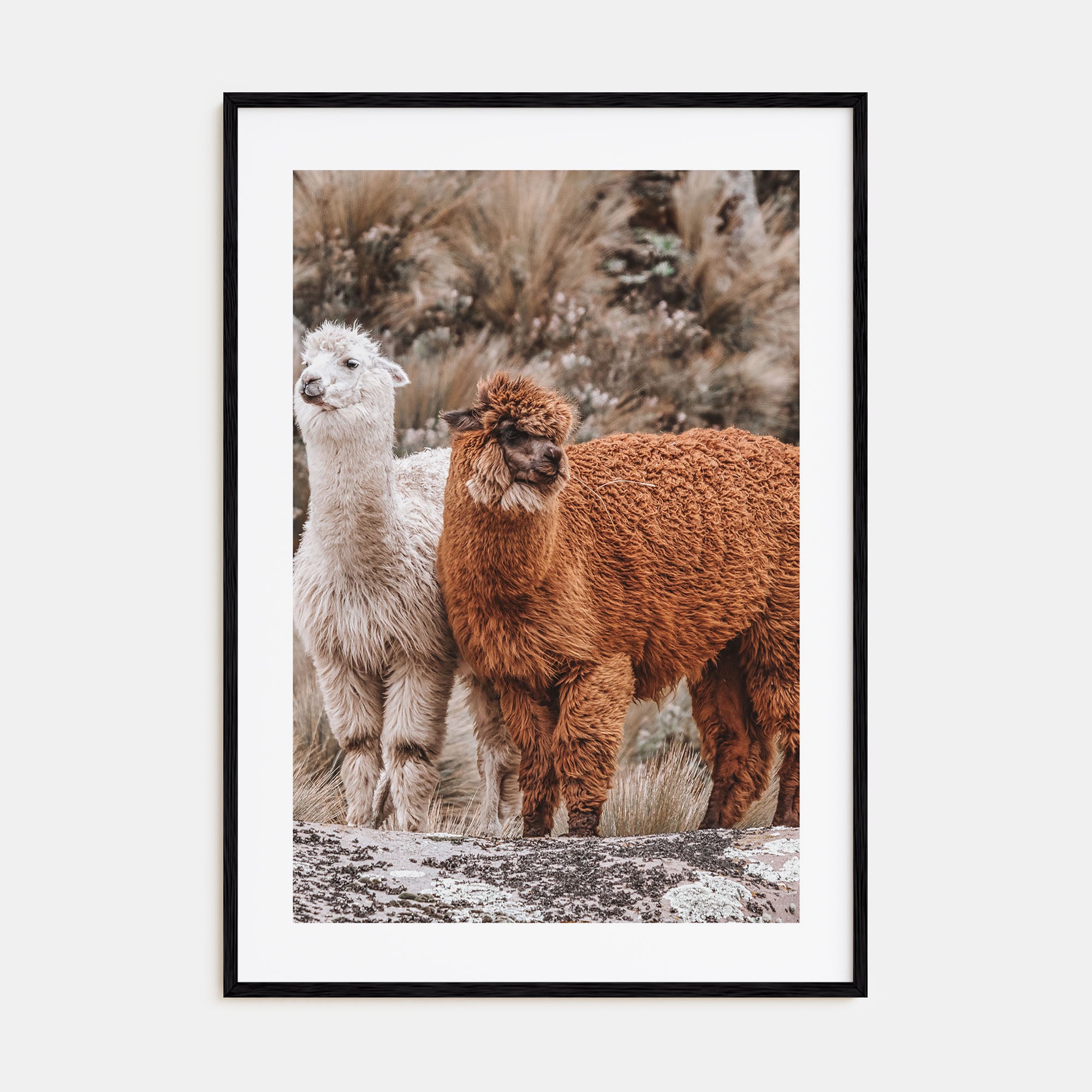 Llama Photo Color Poster