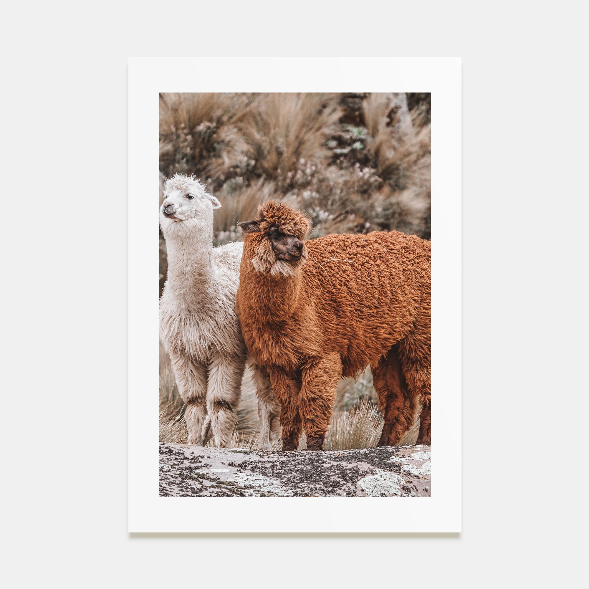Llama Photo Color Poster