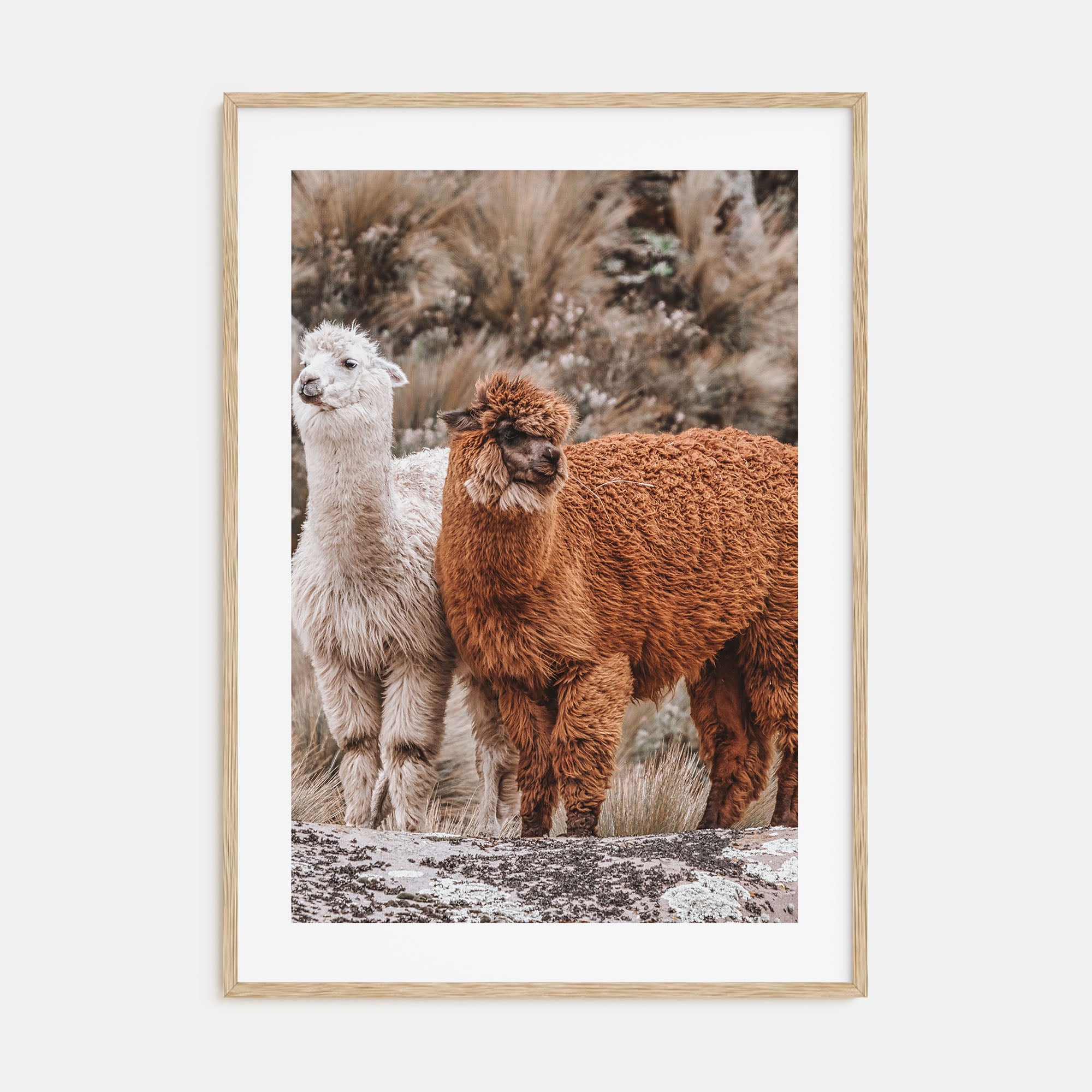 Llama Photo Color Poster
