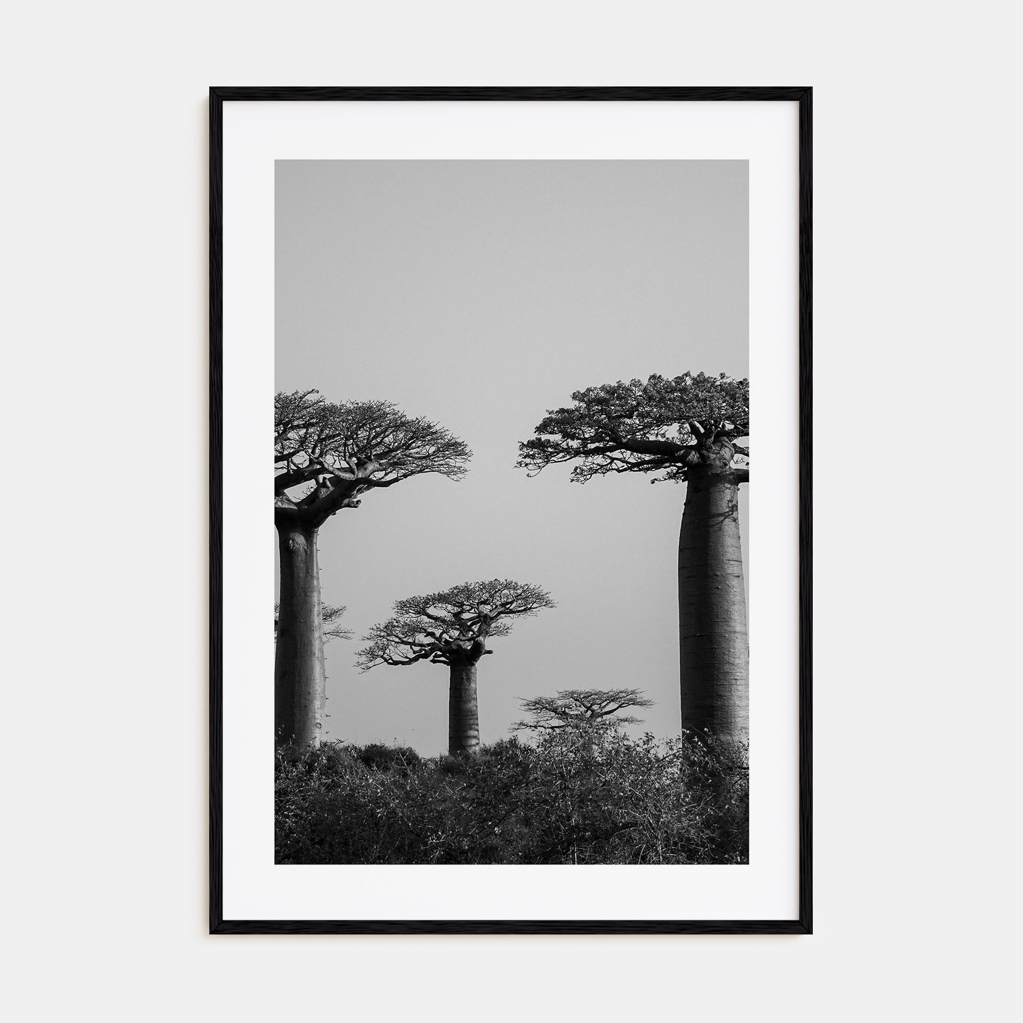 Madagascar Photo B&W Poster