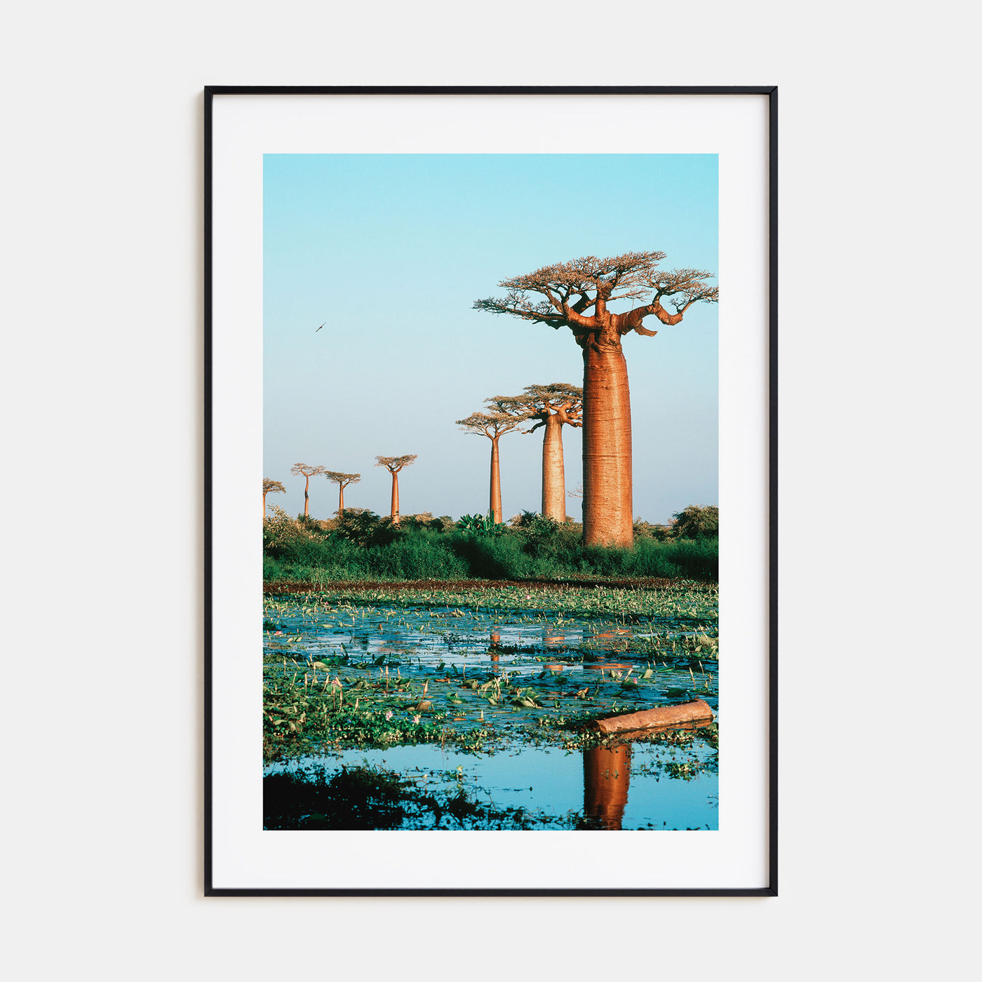 Madagascar Photo Color Poster