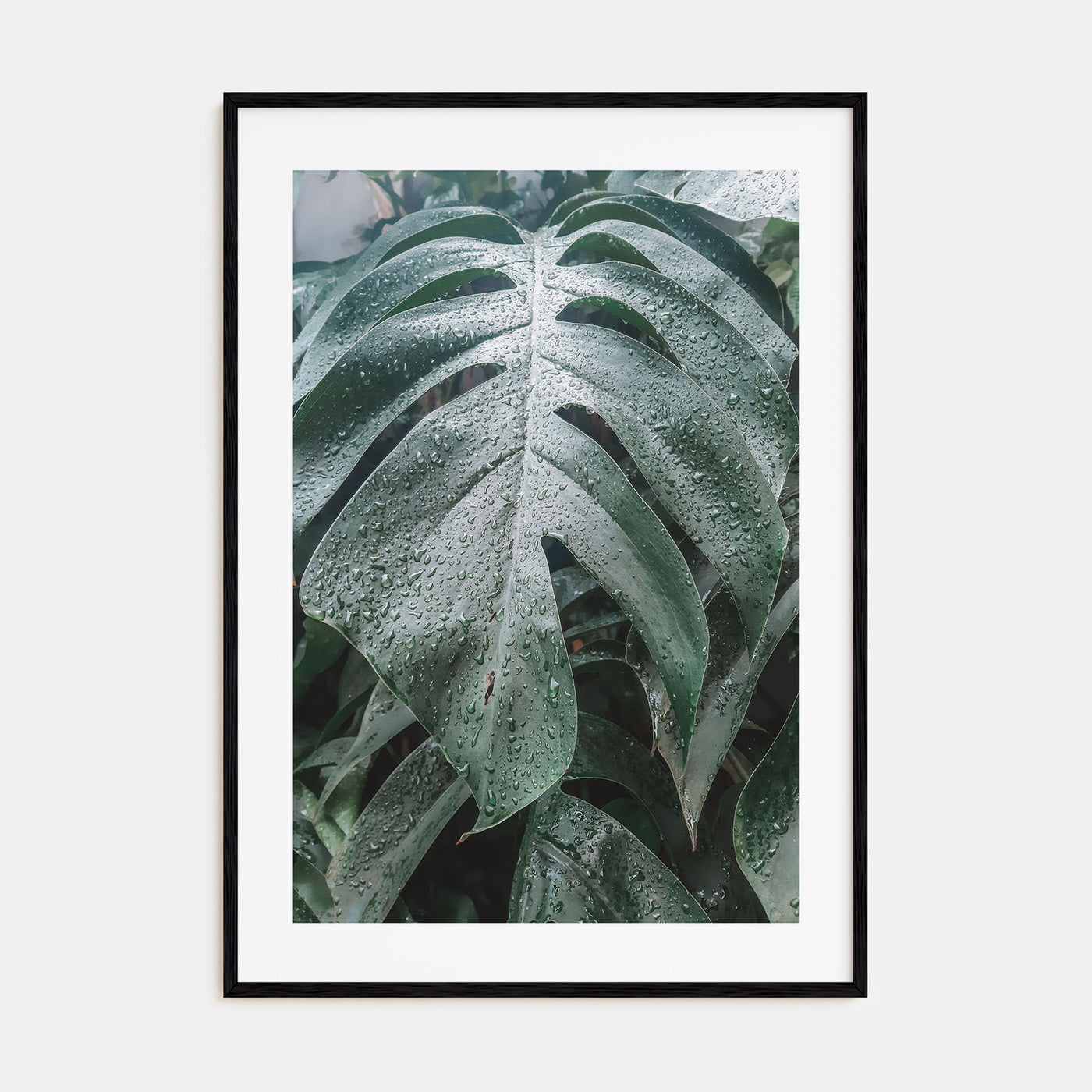 Monstera Leaf Photo Color Poster