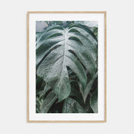 Monstera Leaf Photo Color Poster