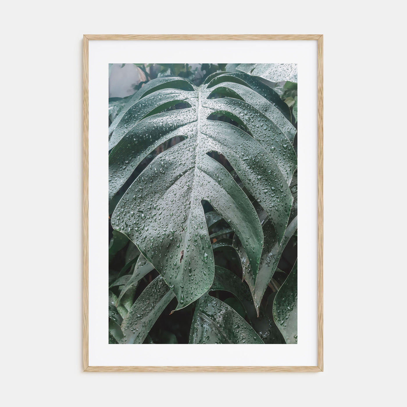 Monstera Leaf Photo Color Poster