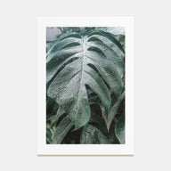 Monstera Leaf Photo Color Poster