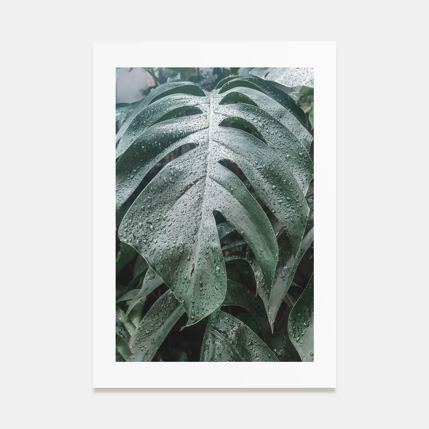 Monstera Leaf Photo Color Poster