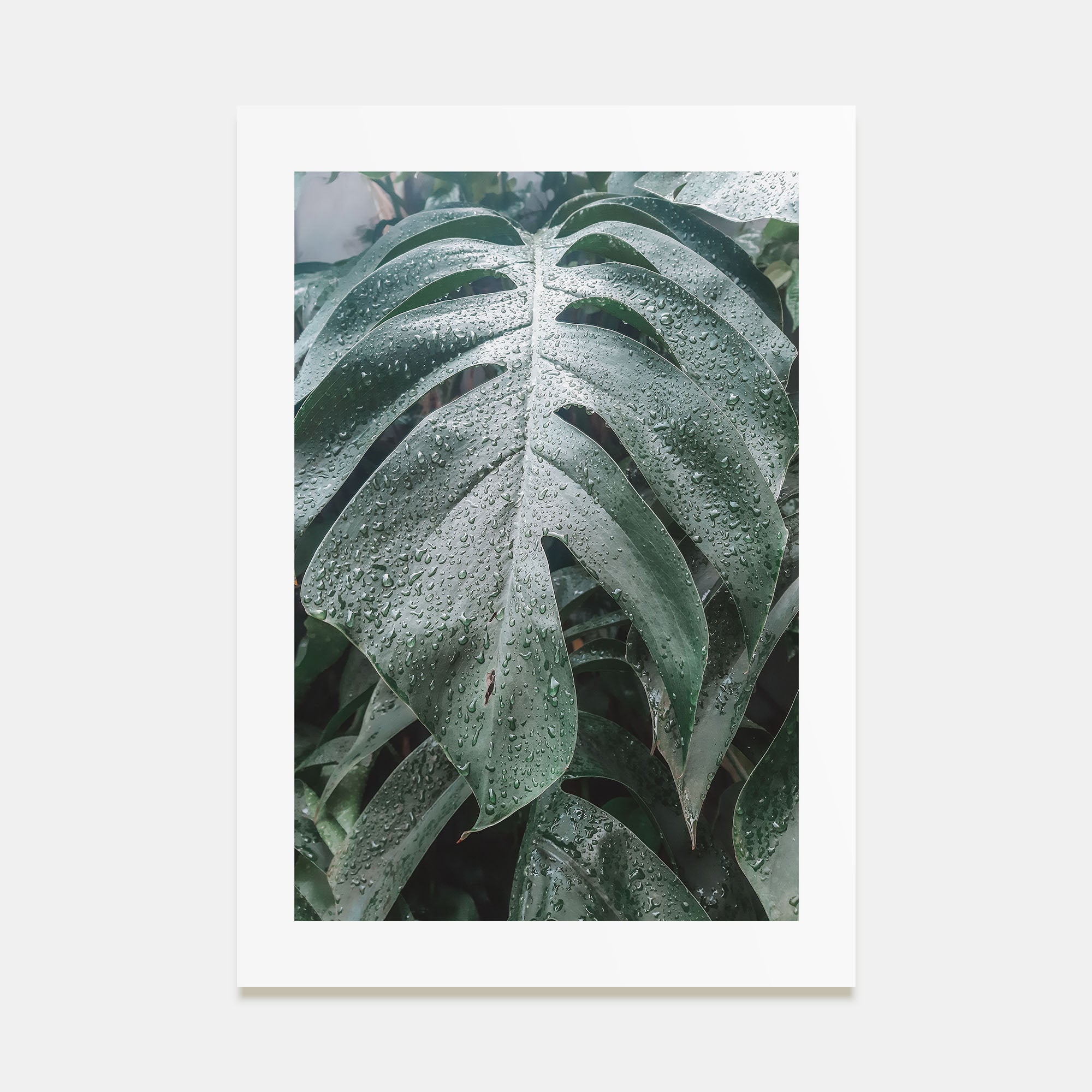 Monstera Leaf Photo Color Poster