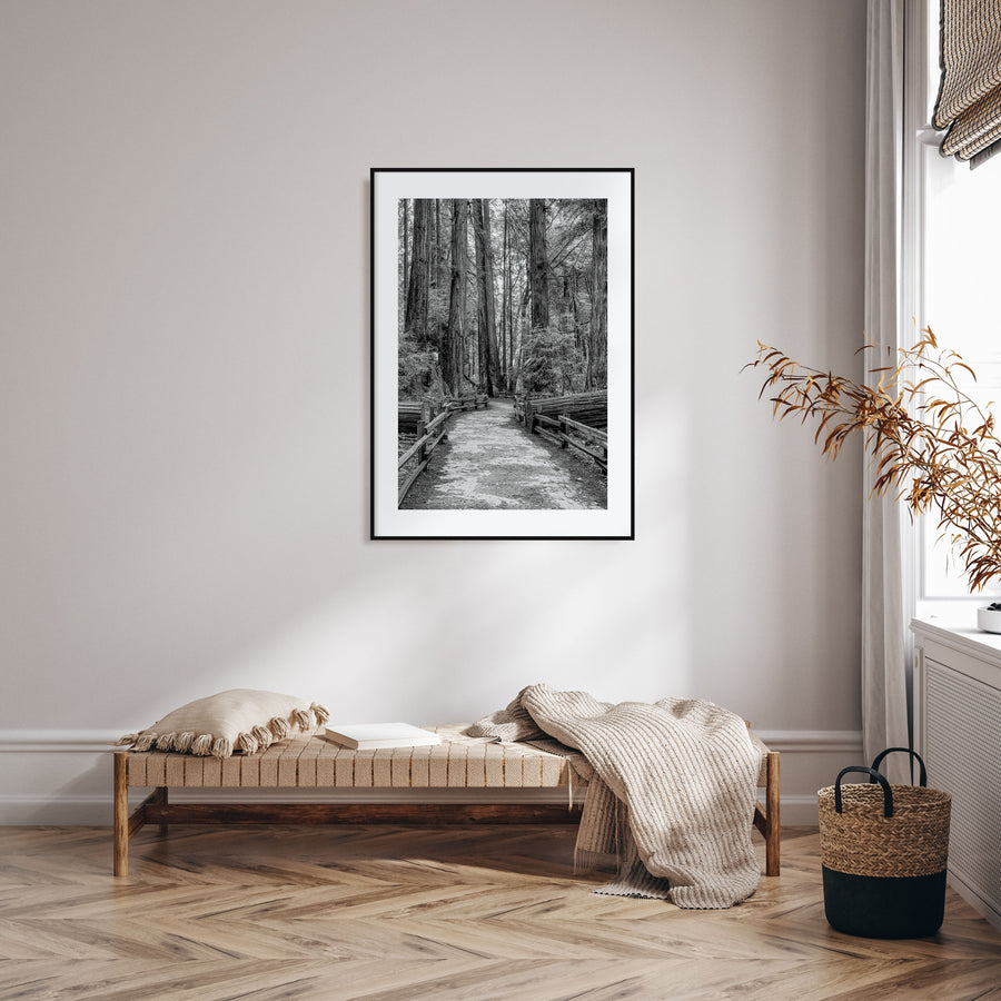 Muir Woods National Monument Photo B&W Poster