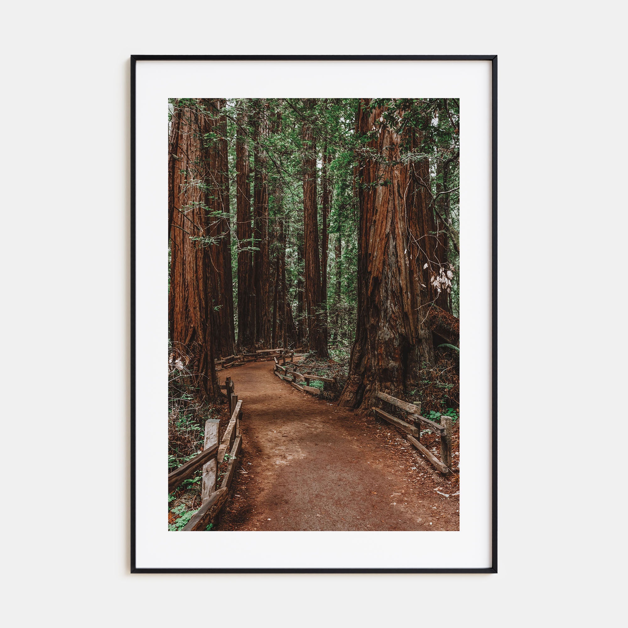 Muir Woods National Monument Photo Color Poster