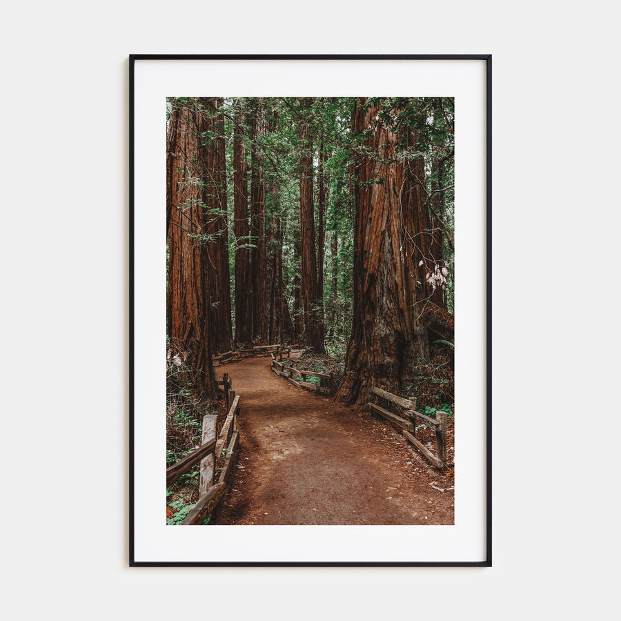 Muir Woods National Monument Photo Color Poster