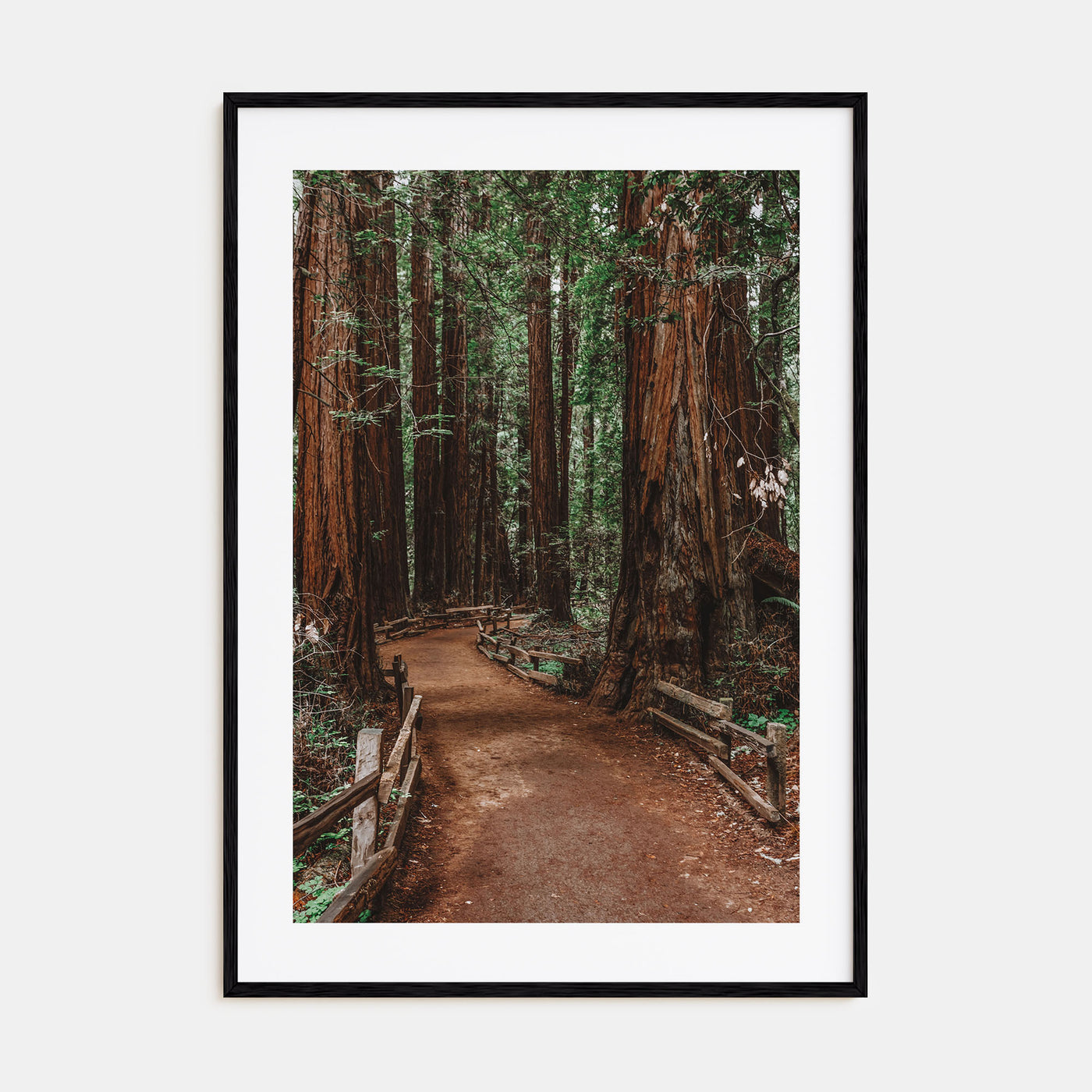 Muir Woods National Monument Photo Color Poster