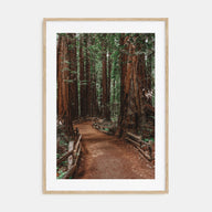 Muir Woods National Monument Photo Color Poster