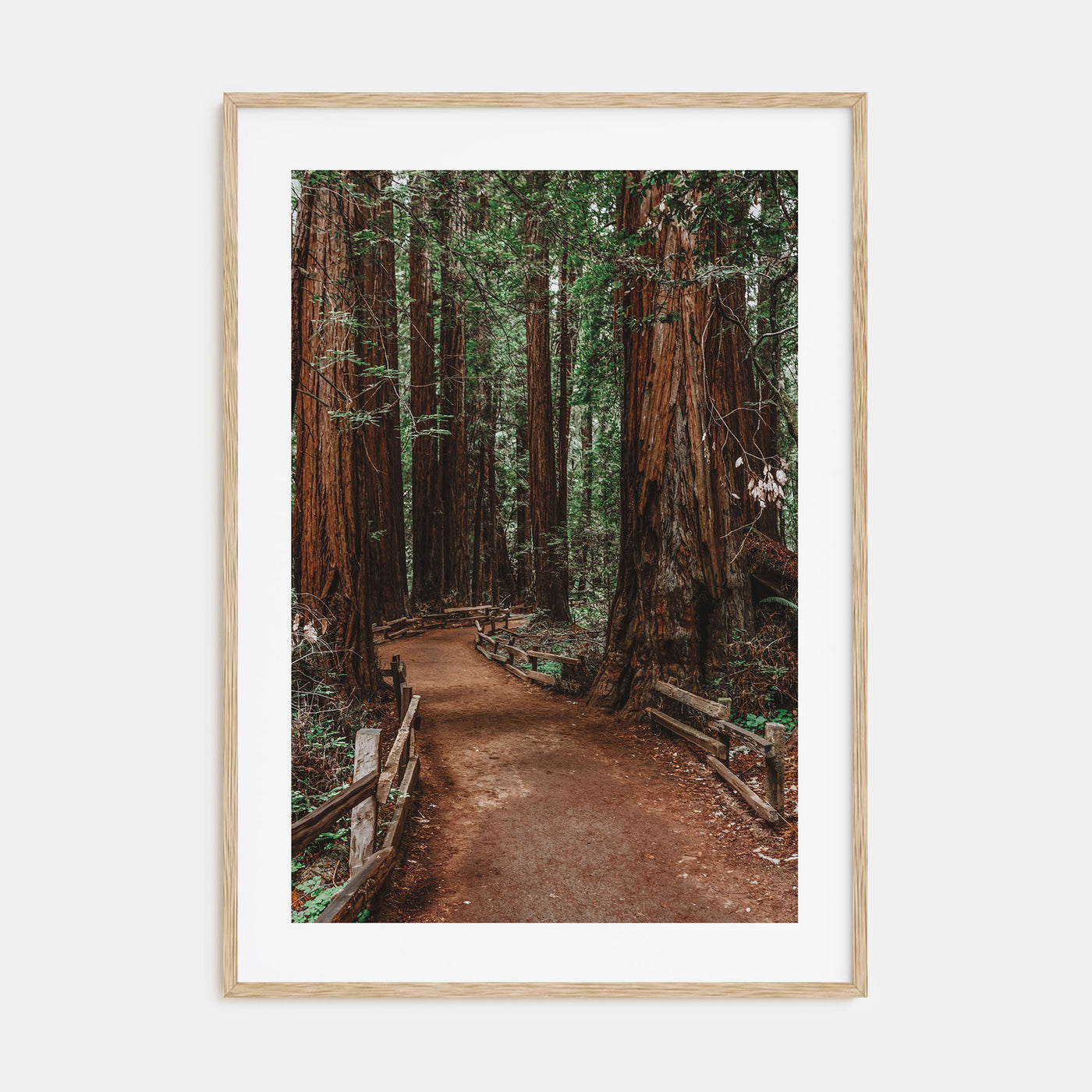 Muir Woods National Monument Photo Color Poster