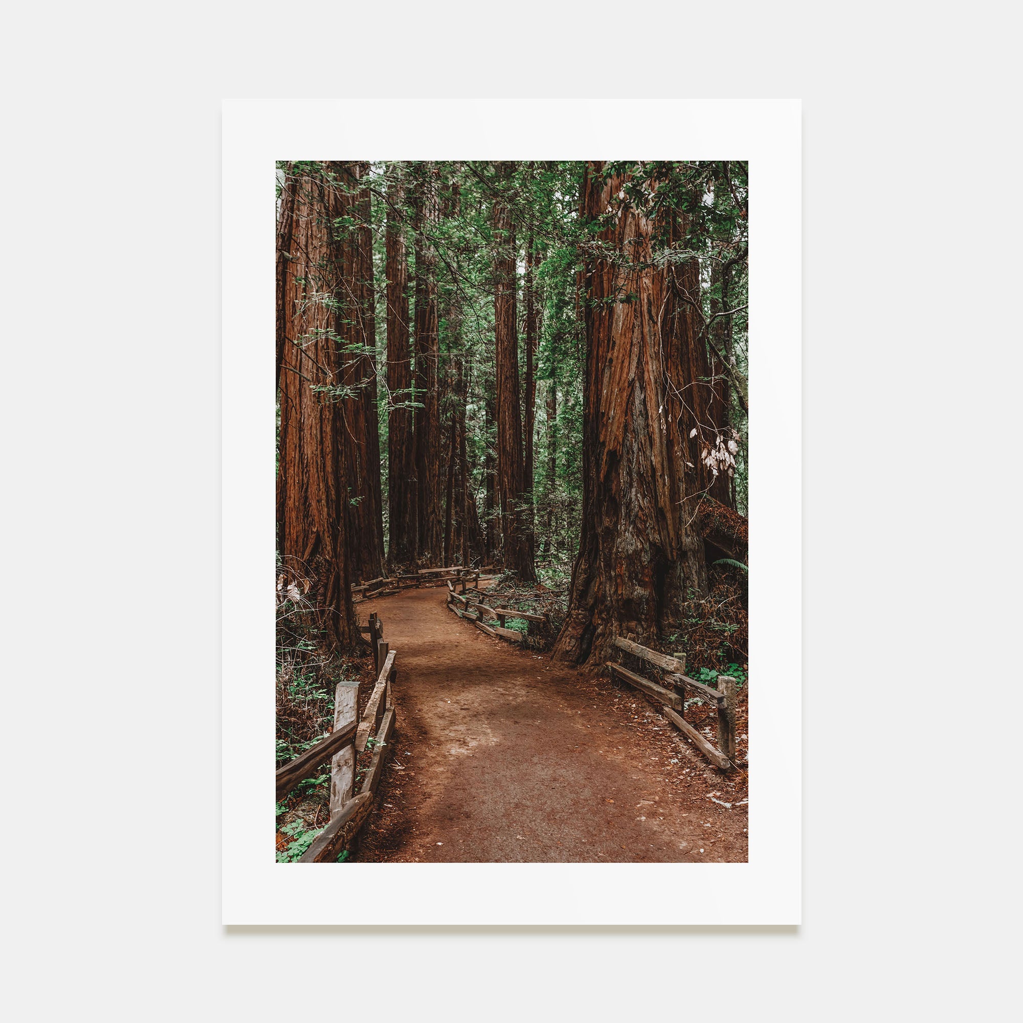 Muir Woods National Monument Photo Color Poster